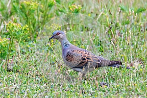 Turtle Dove,Â European Turtle Dove (Streptopelia turtur